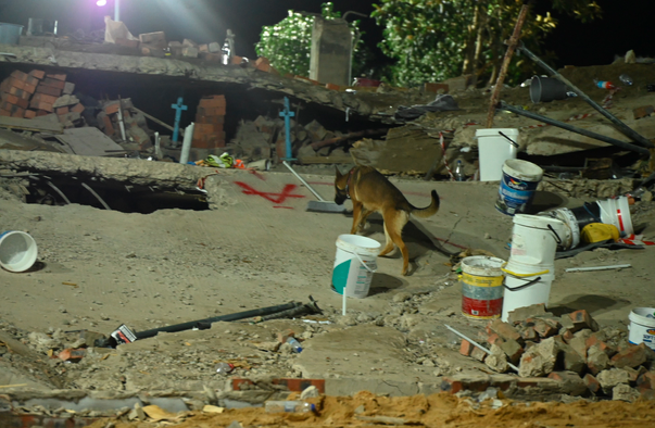 Praise for sniffer dogs playing crucial role in George building collapse tragedy