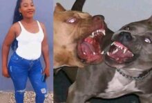 woman killed by 4 pit bulls