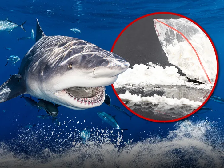 13 Sharks high on Cocaine