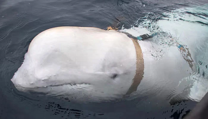 Beluga whale