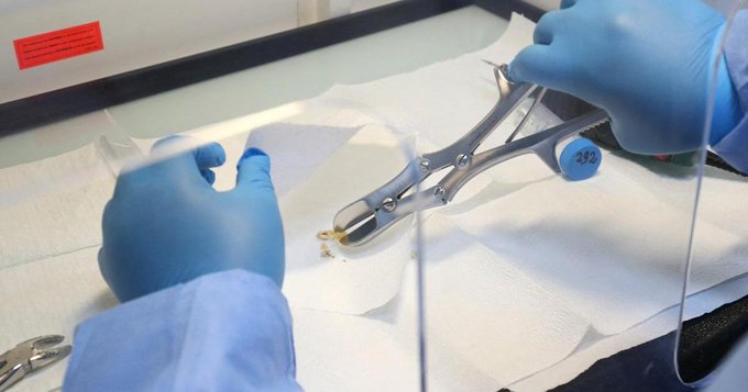 oldest human DNA
