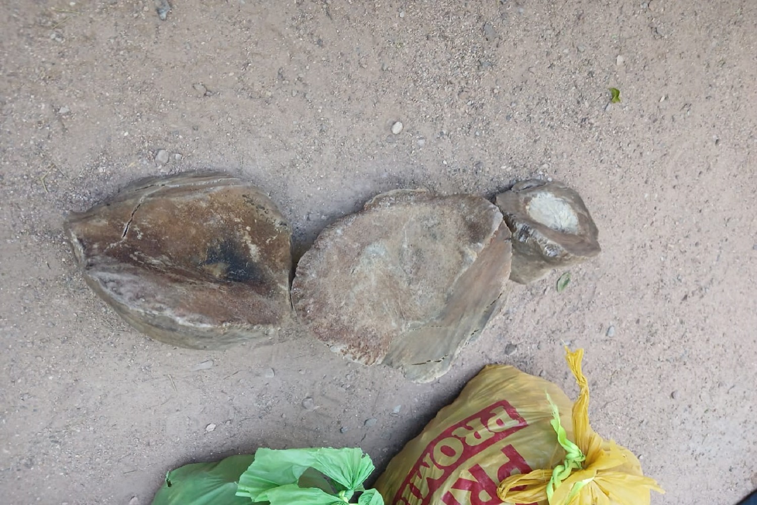 3 arrested for possession of R449 000 worth of rhino horns