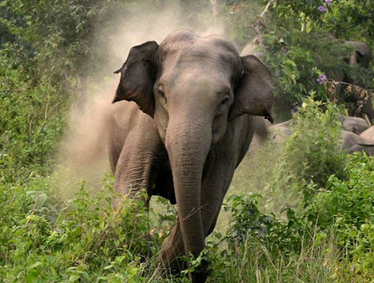 elephant attack