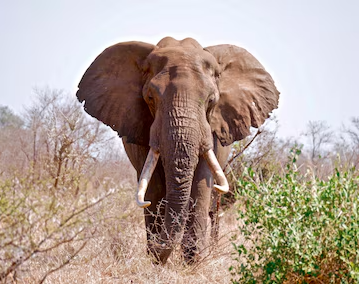 elephant attack