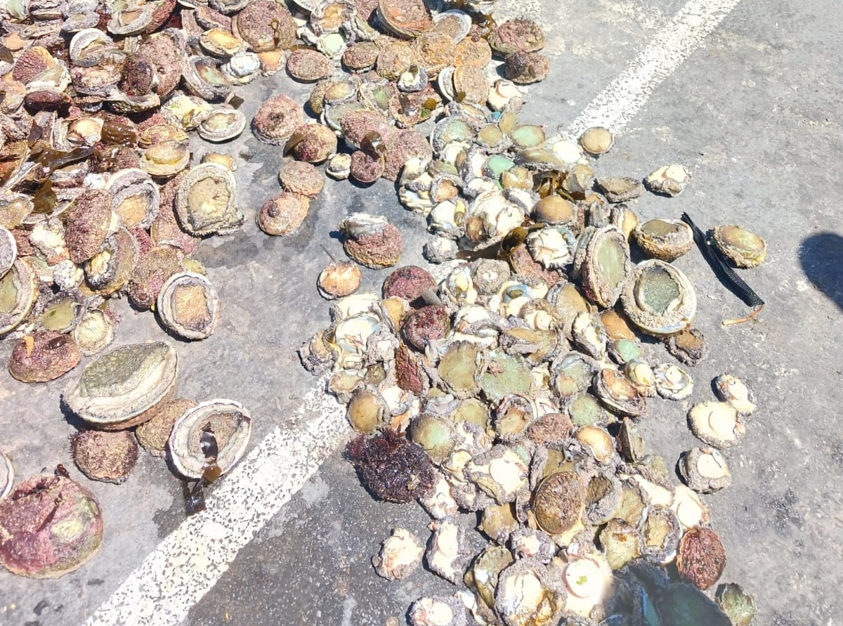 Man nabbed with R120,000 worth of abalone in Muizenberg