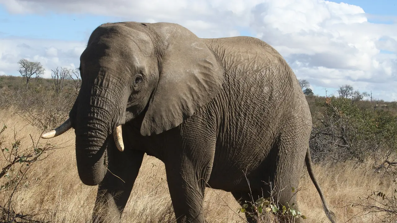 Kruger National Park