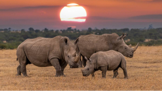 Bothongo Rhino and Lion Nature Reserve
